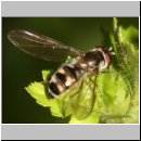 Meliscaeva auricollis - Schwebfliege w05.jpg